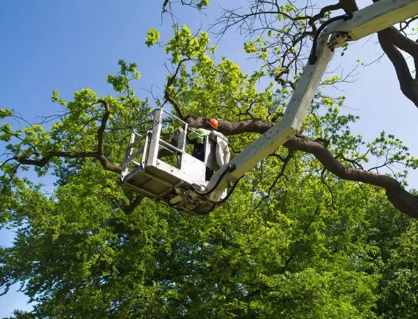 Expert Tree Trimming and Pruning Services in Augusta, SC